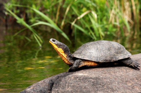 Smiling Blandings Turtle by Deb Oppermann